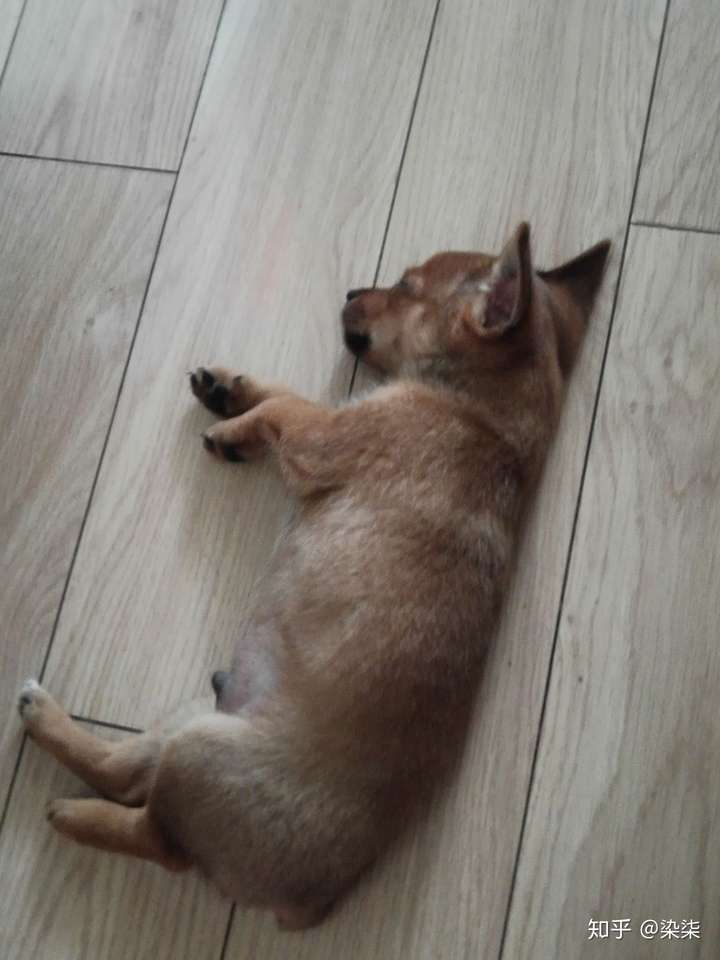 今天看病回家后,狗狗趴在地上就睡着了,受伤的后腿还蜷缩着