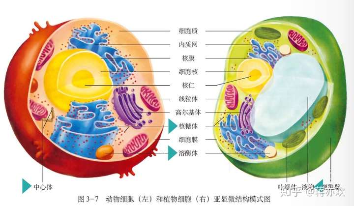 附一张彩色细胞亚显微示意图