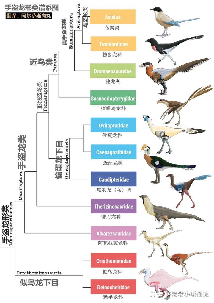 那些动物是恐龙演化过来的?