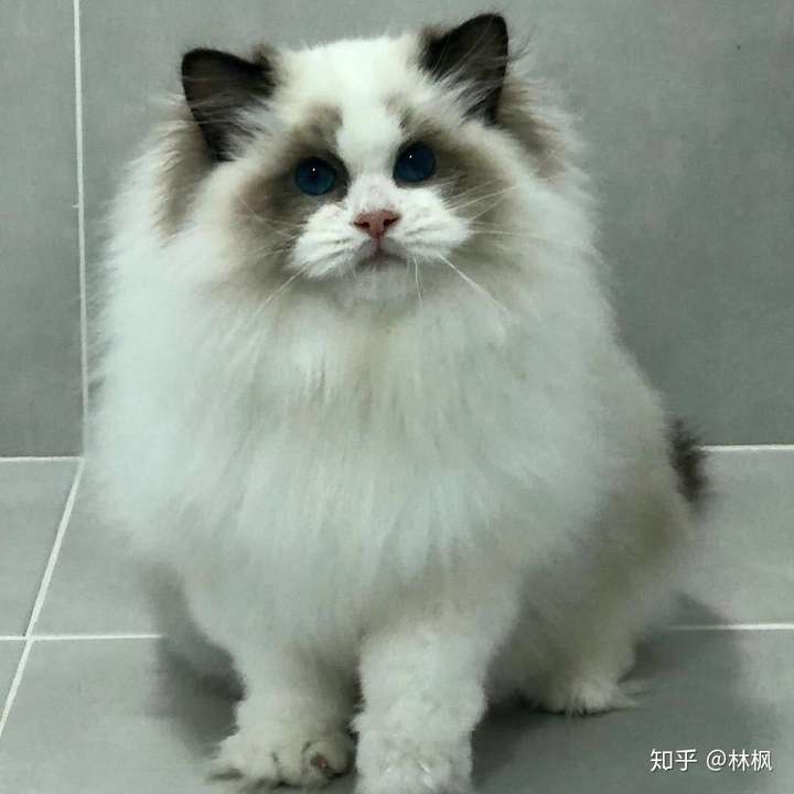 怎么样布偶猫才算是爆毛?