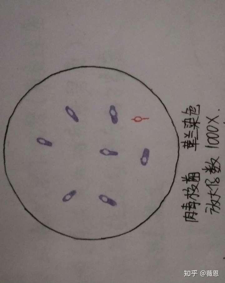 微生物绘图