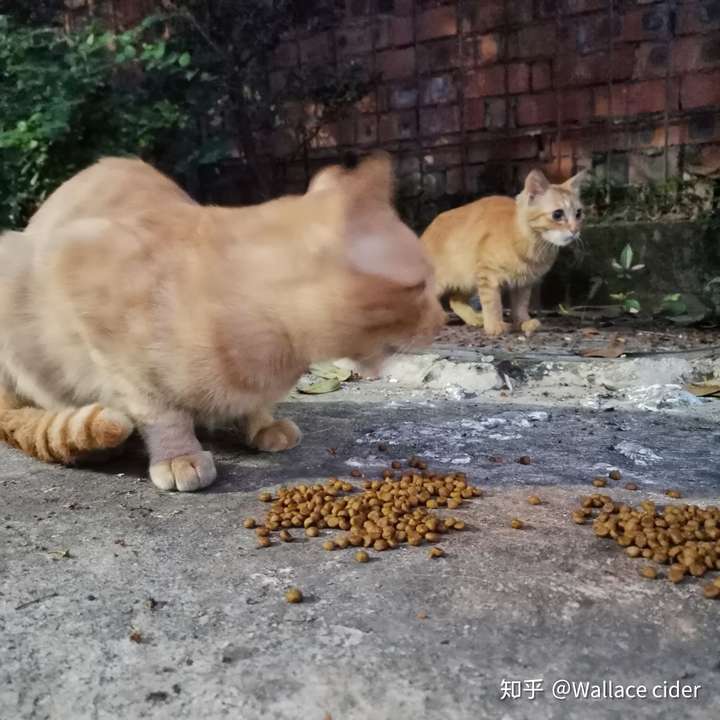 国内大学校园里的流浪猫/狗的现状是怎样的?