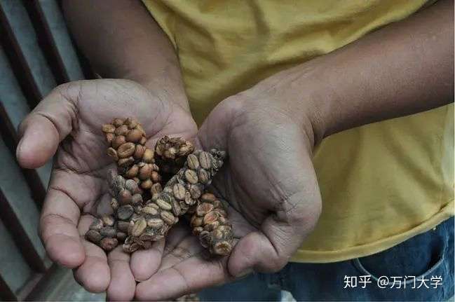 猫屎咖啡的确是来源于猫的粪便为什么人类偏偏独爱猫屎而不是其他动物