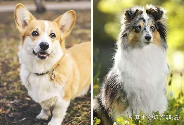 大(巨)型犬和小型犬交配,生出来的是大狗还是小狗?(例如吉娃娃和金毛)