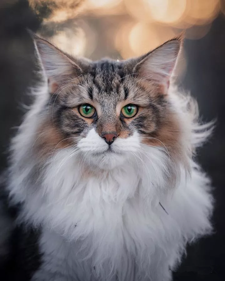 养挪威森林猫是一种怎样的体验?