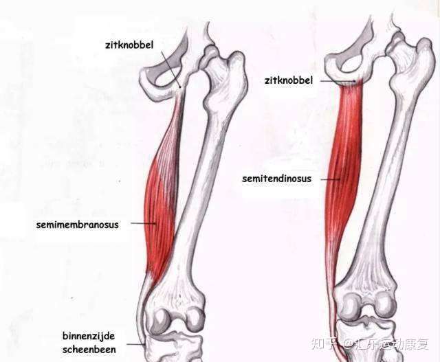 半膜肌,半腱肌