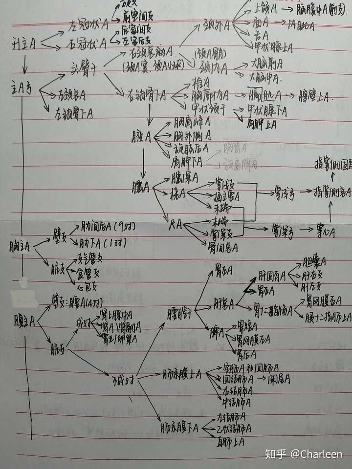 脉管系统如何记忆?