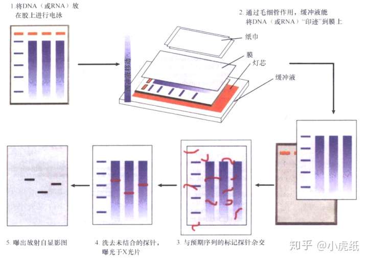 southern blot与nouthern blot示意图,图片来源[3]