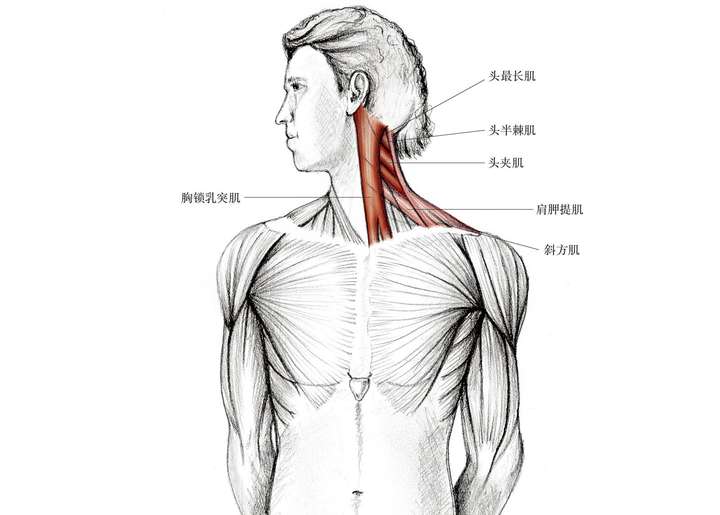 ▍ 拉到的肌群 ·主要肌群:胸锁乳突肌,头夹肌,头半棘肌,头最长肌.