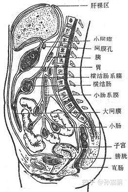 解释在急性尿潴留时,为什么在紧邻耻骨上方作膀胱穿刺