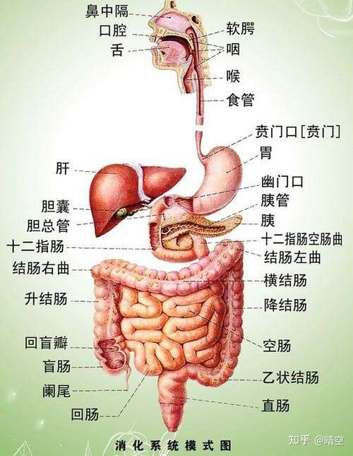 肝和胃分别在人体的哪个部位?