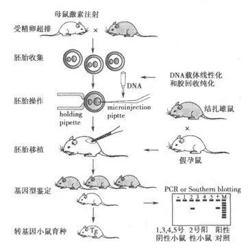 转基因小鼠的前世今生