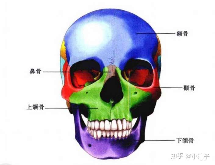 颅面骨骼正面