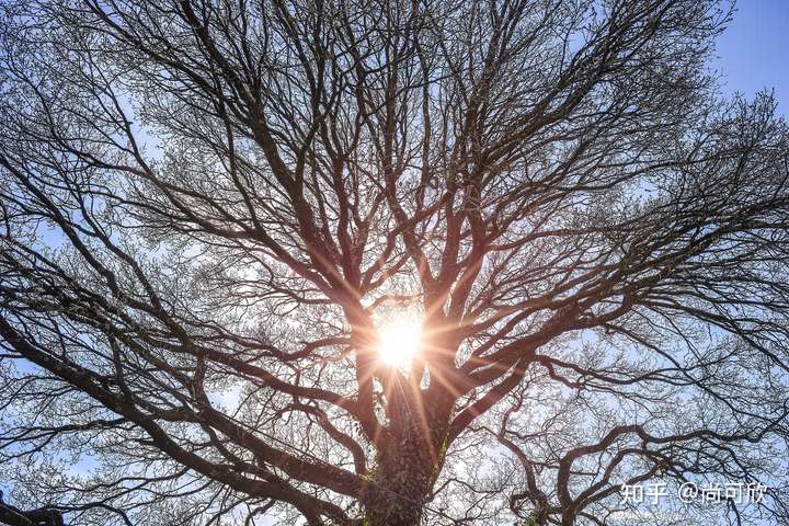 阳光下的参天大树