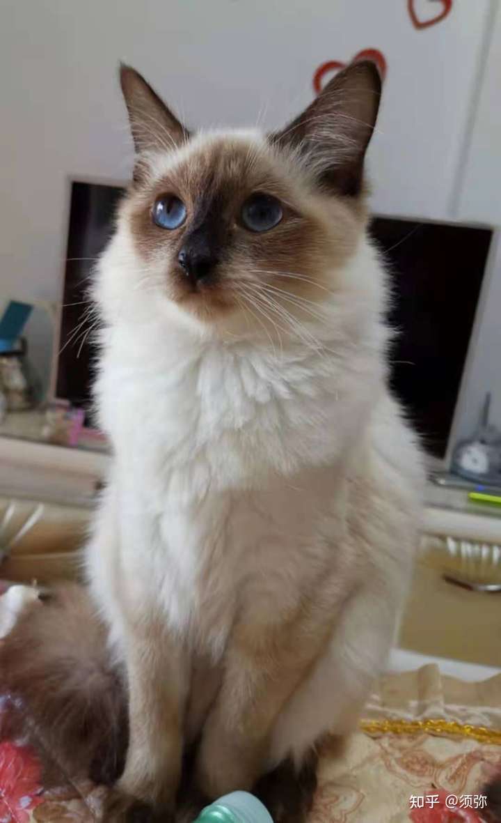 这是什么品种的暹罗猫?