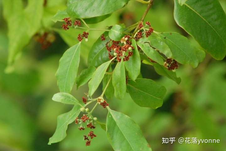 为什么檀香树旁非要种上别的植物?