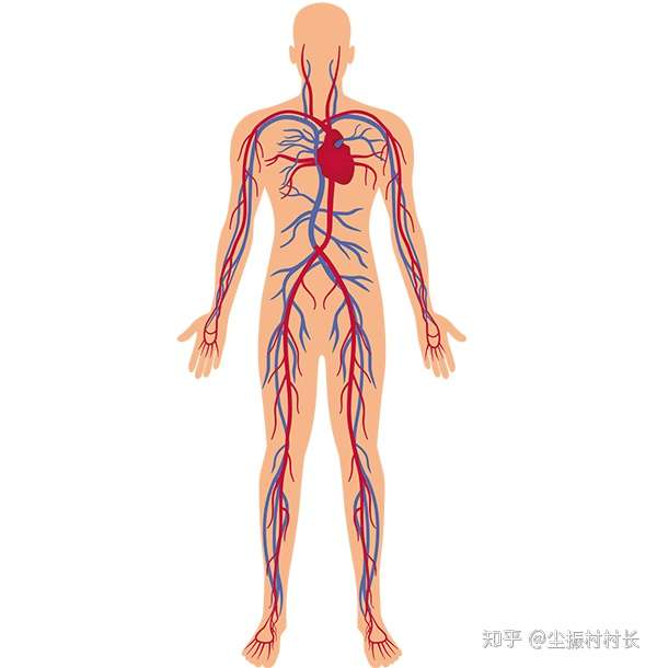 先认清楚人体的血管分布图