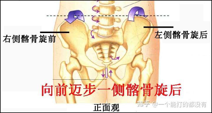 首先在 矢状面(也就是一把刀把你劈成左右两半这个面)的运动