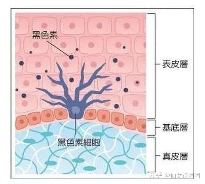 想要变白,先搞清楚 黑色素是怎么形成的?