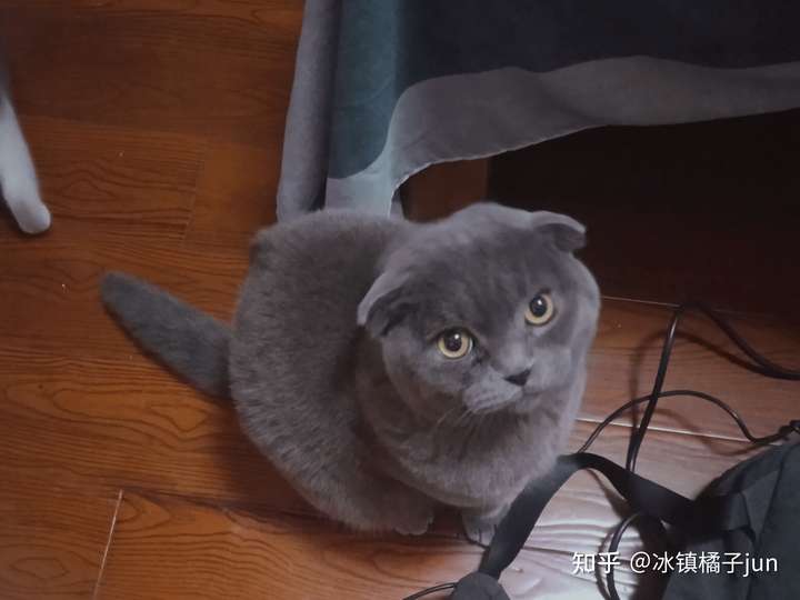 养英短选蓝猫还是金渐层?