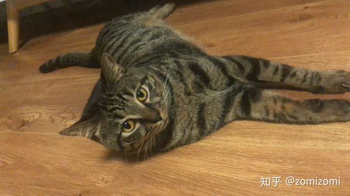 发腮是基因决定不是猫粮决定的 我家狸花猫微微发腮橘猫尖嘴猴腮两只