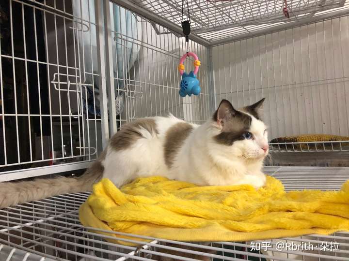 怎么感觉布偶猫越来越便宜了呢