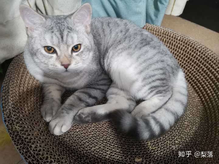 银渐层和田园猫会生出什么样子的小猫?