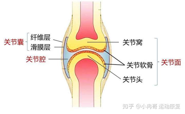 因为长期跑步和剧烈运动导致的膝盖滑膜炎应该怎样缓解和恢复?