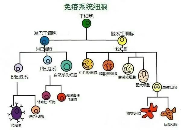 人体有没有比较厉害的细胞或组织或器官或系统