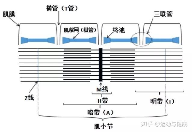 骨骼肌纤维和肌原纤维有什么区别?