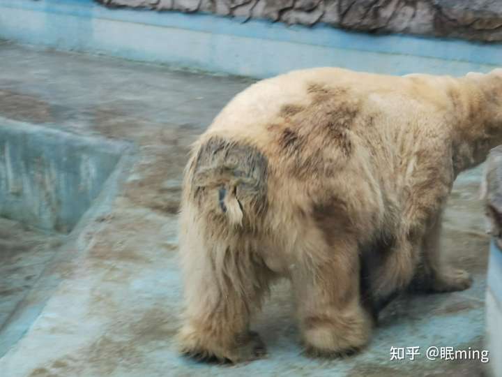 北京动物园在32℃的露天环境下饲养北极熊是不是涉嫌虐待动物?