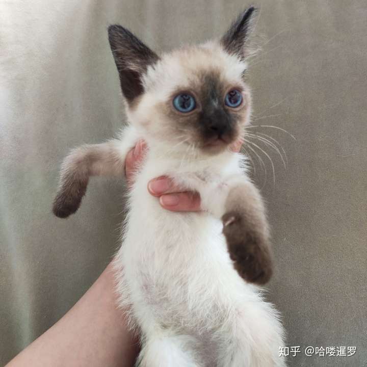 请问我的这只小猫是暹罗的什么品种?