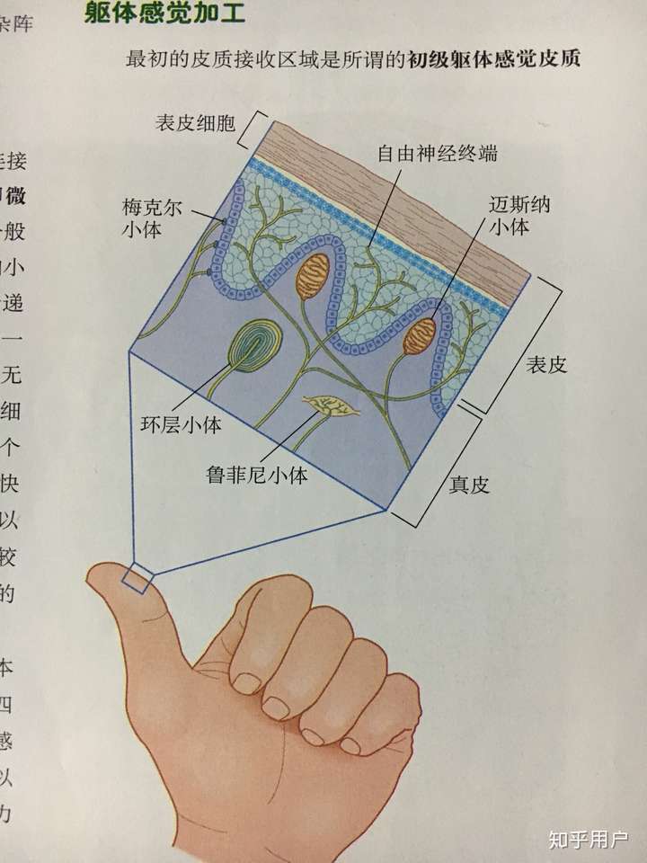 如果痛觉消失了,会有触觉吗?