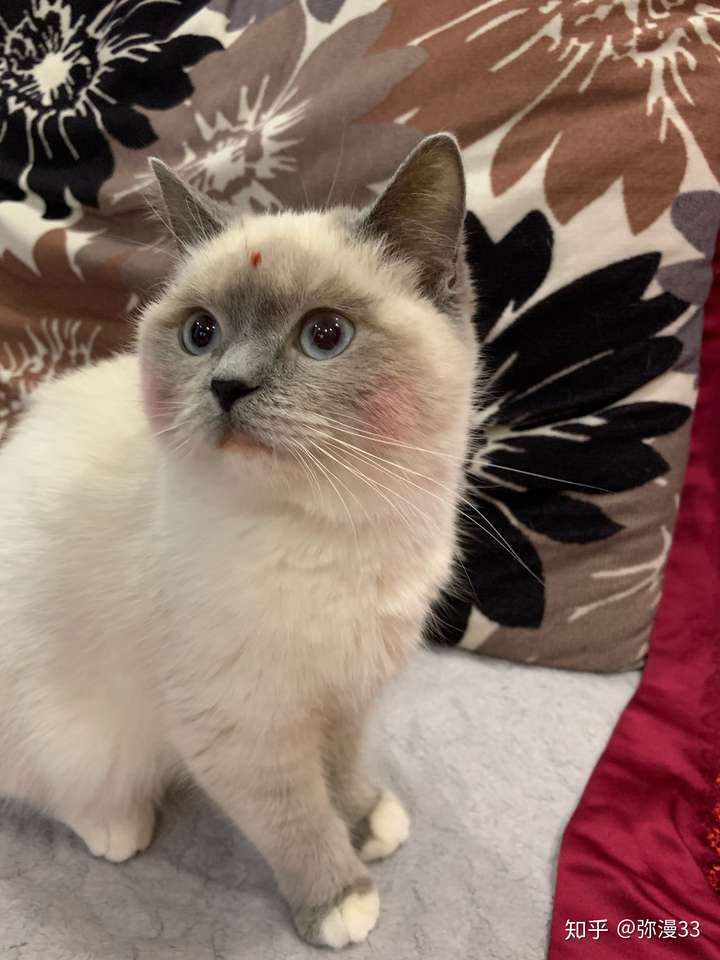 有人试过布偶猫和蓝猫配种的吗