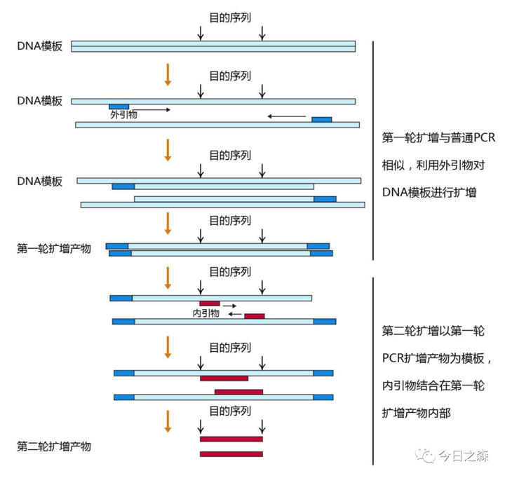 1 用重叠延伸pcr做定点突变(由于原理