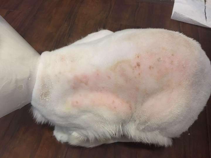 猫咪长癣要怎么处理猫癣可以不治等自愈吗
