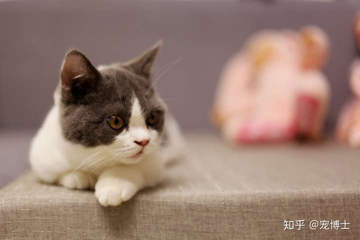 猫咪突然不吃不喝是怎么啦?