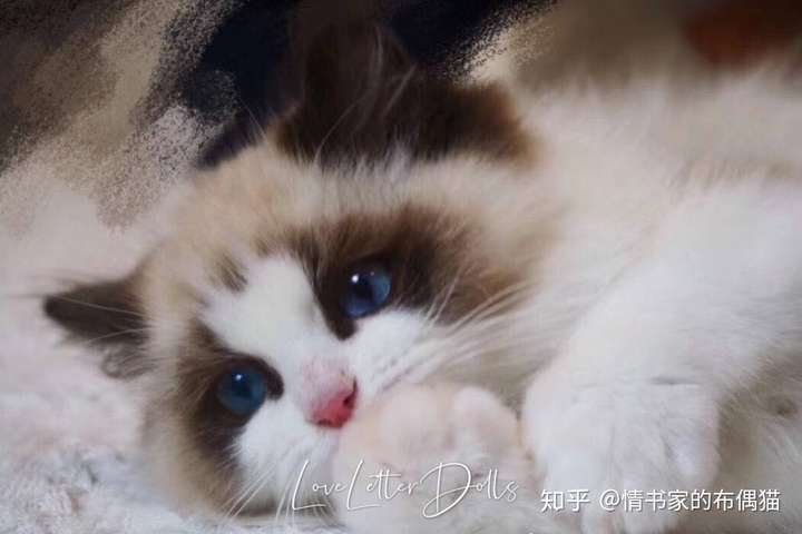 那些曾被鄙视的后院布偶猫,长大后颜值是怎样逆袭的?