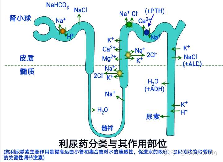 学习要求 1)掌握利尿药的分类:高,中,低效利尿药的作用部位,作用机制