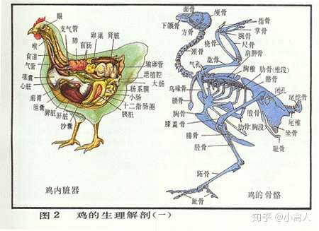 鸡肾的位置比较偏,紧贴脊椎,不建议吃