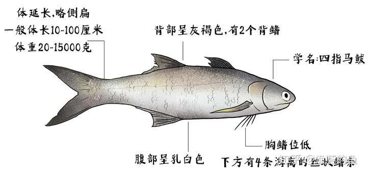 渔荟的鱼 一午鱼二斑鱼一午,二鲳,三鮸,四马加 一鯃二红鯋,三鲳四