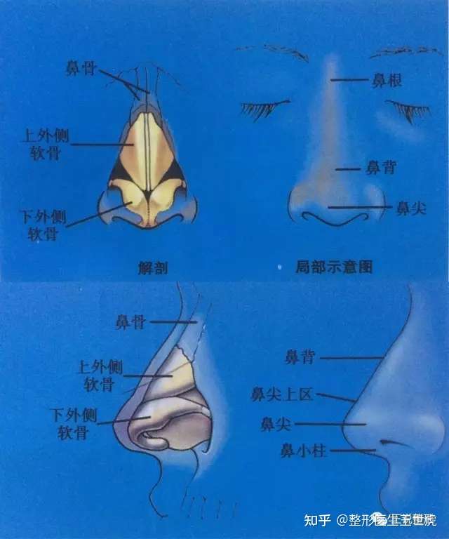 鼻部解剖示意图(图片来自《达拉斯鼻整形术》)