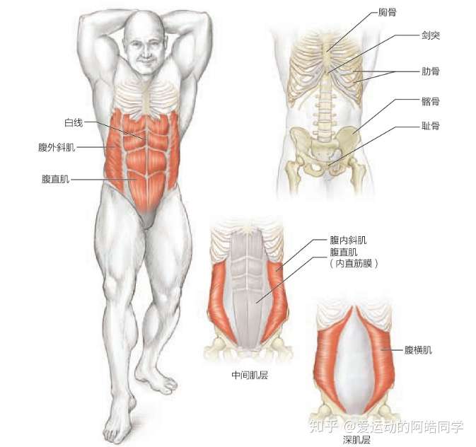 腹肌解剖示意图