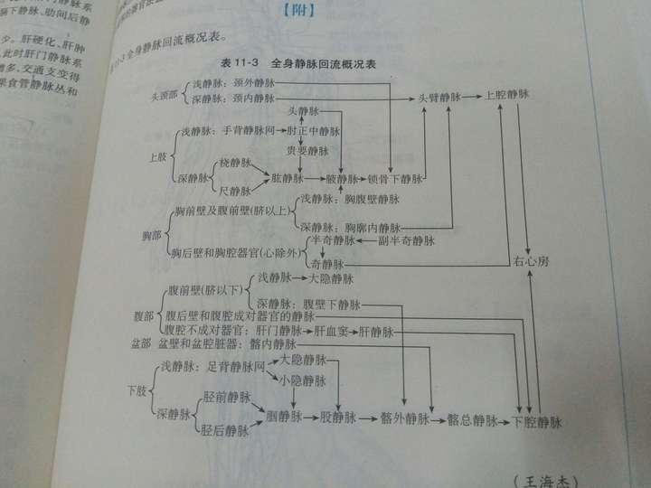 请问下腔静脉系流程图怎么画呢,请画下给我看看,谢谢啦?