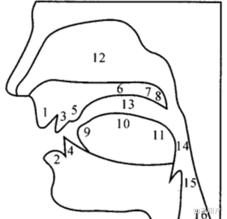 口腔发声结构示意图(局部)