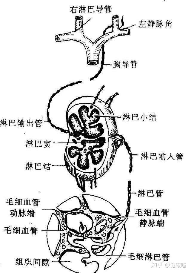 它们走的是另一条路线,它们先被吸收入小肠绒毛内的毛细淋巴管,然后