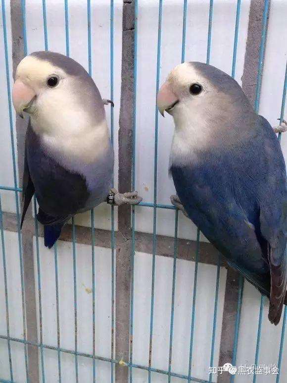 请问这种蓝色灰色羽毛的是什么小鸟?