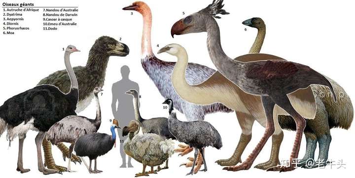 已灭绝的与现生的不会飞的大型鸟类复原图以及与人的大小比较.