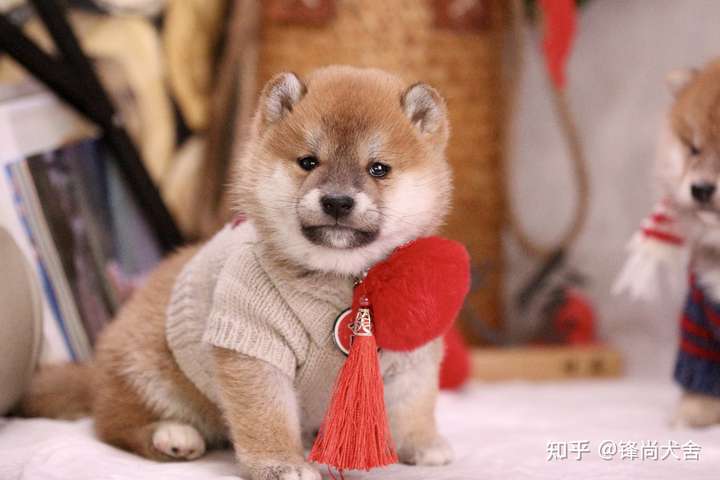 请问柴犬这种黑豆豆眉毛正常吗?