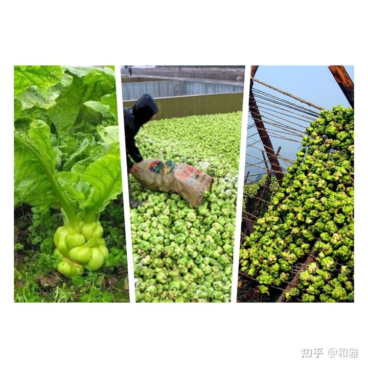 菜头是不是真的菜?